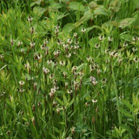 Ozkolistni trpotec listi