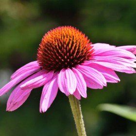 Ameriški slamnik, škrlatni (Echinacea purpurea)