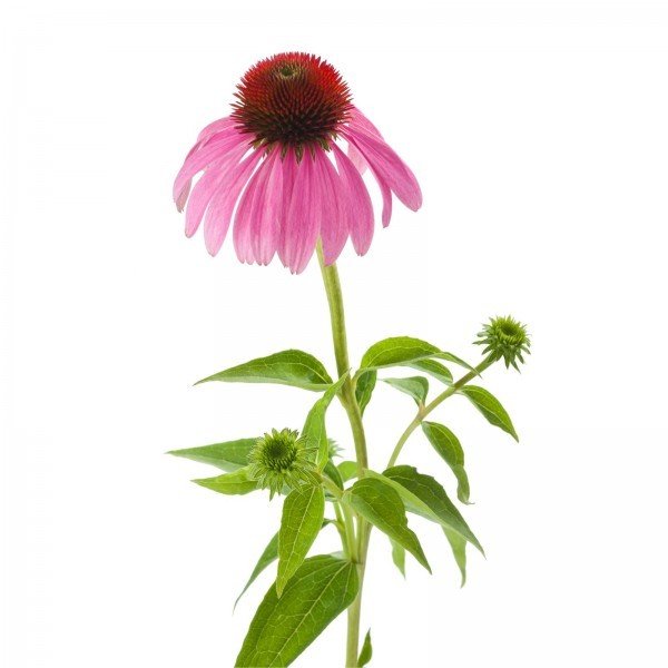 Ameriški slamnik, škrlatni (Echinacea purpurea)