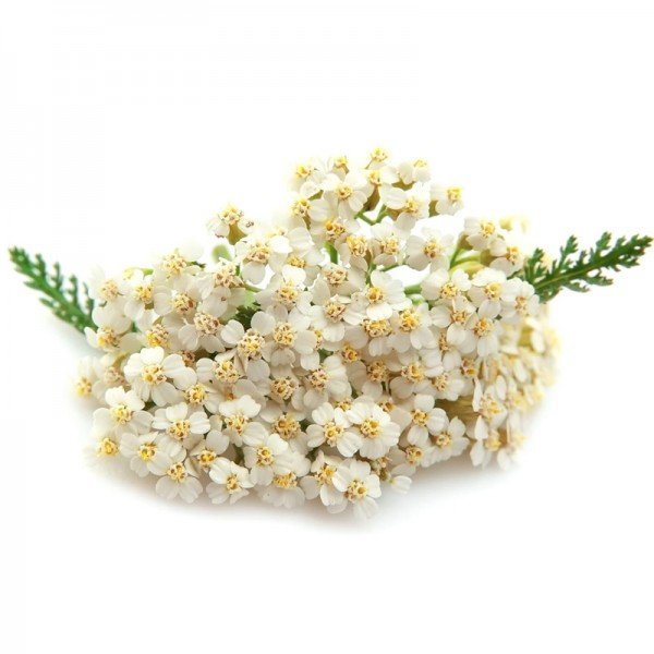 Achillea millefolium