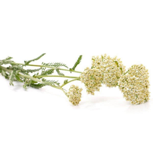 Achillea millefolium