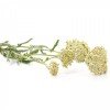 Achillea millefolium