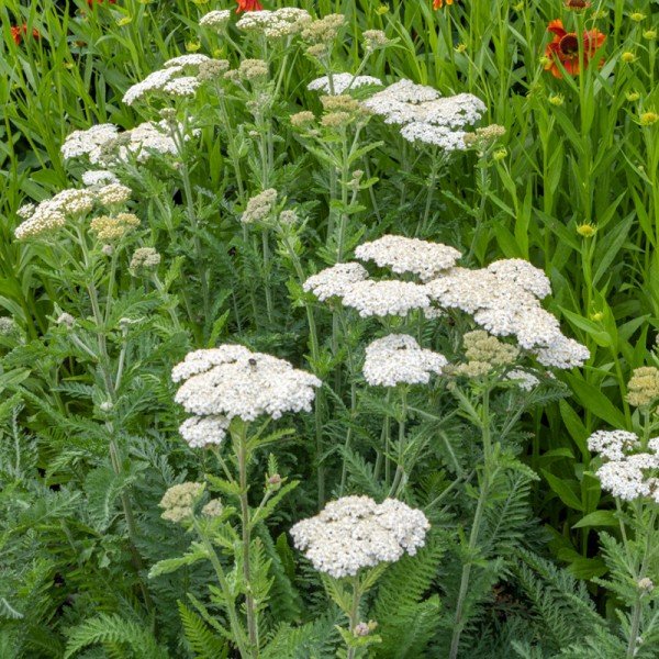 Achillea millefolium
