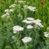 Achillea millefolium
