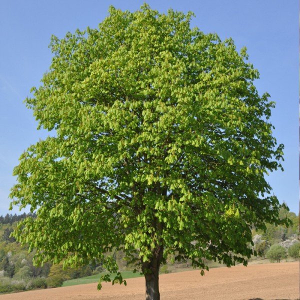 Aesculus Hippocastanum