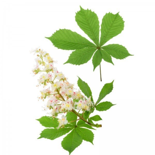 Divji kostanj Aesculus Hippocastanum