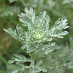 Pelin, pravi (Artemisia absinthium)