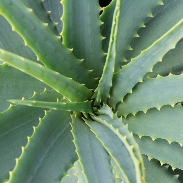 Aloja