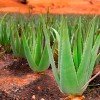 Plantaža aloe vere