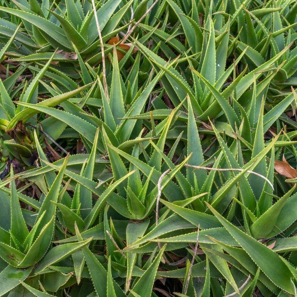 Aloe vera