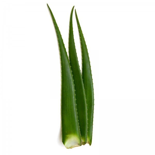 Aloe vera - aloja