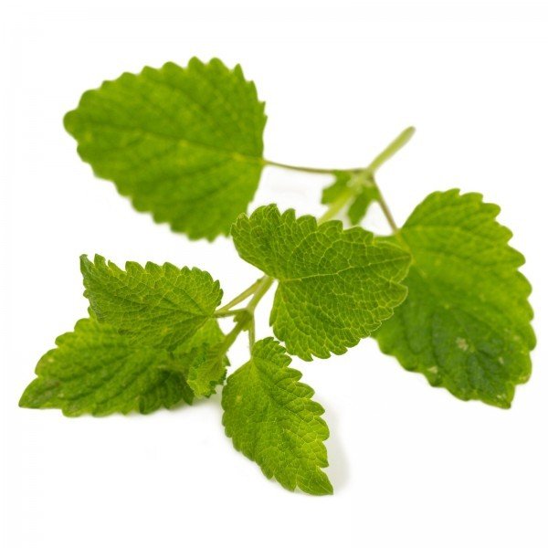 Melissa officinalis