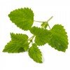 Melissa officinalis