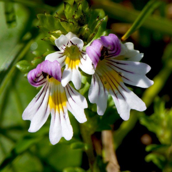 Navadna smetlika