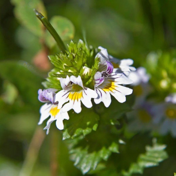 Navadna smetlika