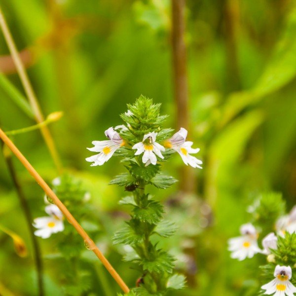 Navadna smetlika