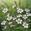 Euphrasia rostkoviana