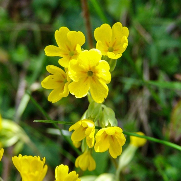 Pomladanski jeglič