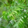 Neem