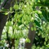 Neem plodovi