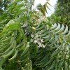 Neem