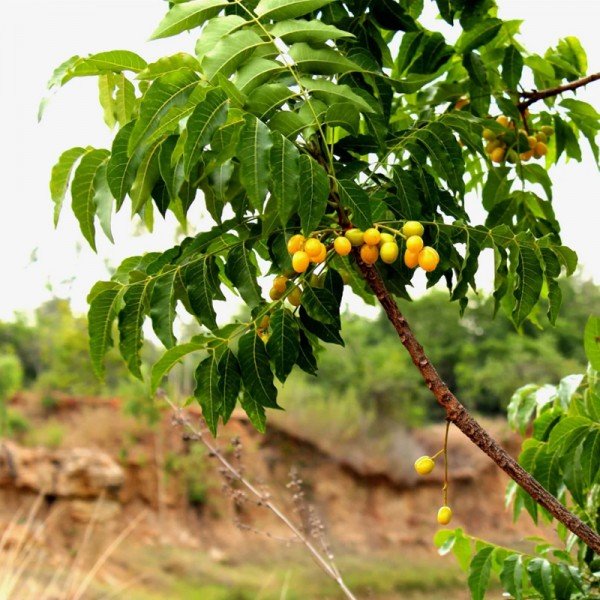 Neem drevo