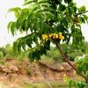 Neem drevo