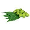 Neem listi in plodovi