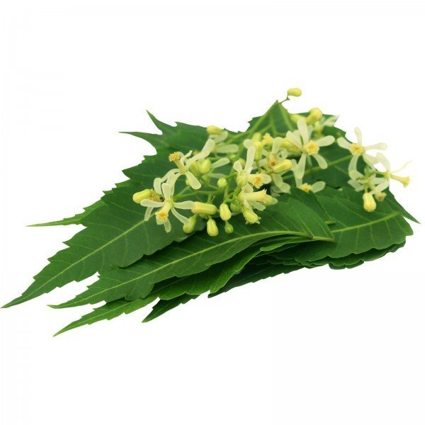 Neem