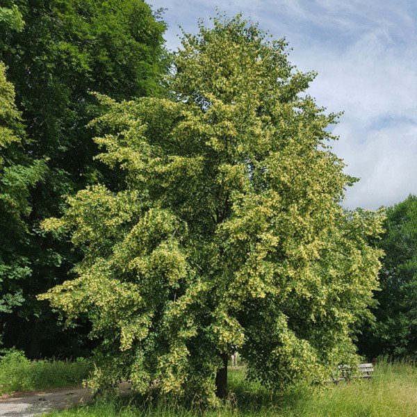 Cvetoča lipa