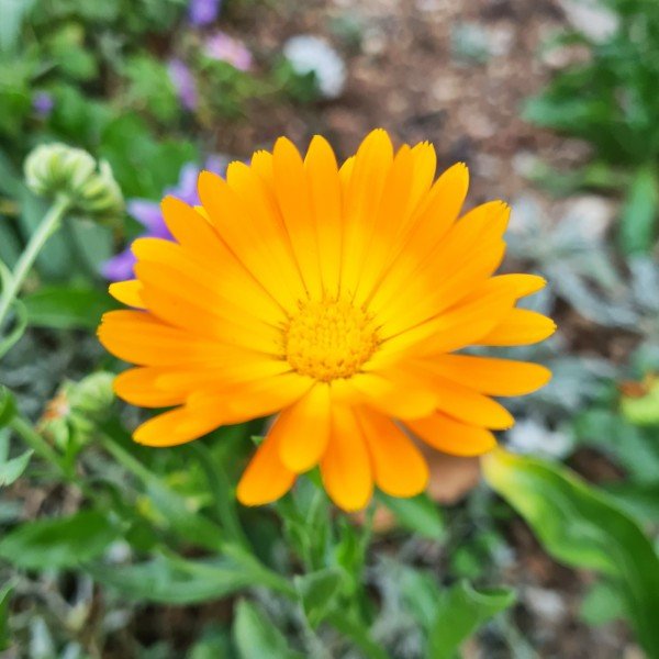 Calendula officinalis cvet