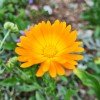 Calendula officinalis cvet