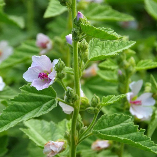 Althaea officinalis