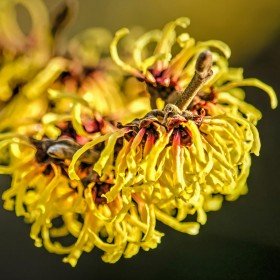 Virginski nepozebnik