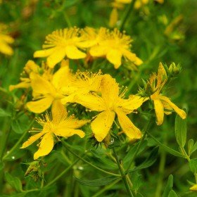 Šentjanževka cvetovi