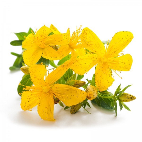 Hypericum perforatum