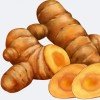 Curcuma longa