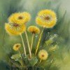 Tussilago farfara