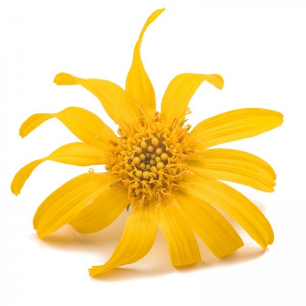Arnica montana