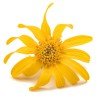 Arnica montana