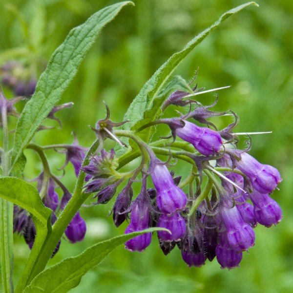 Cvetovi gabeza