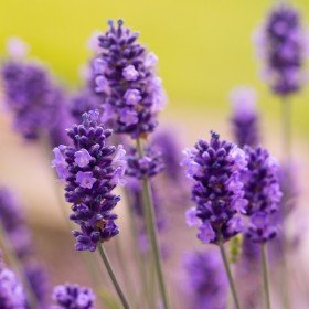 Sivka, prava (Lavandula angustifolia)