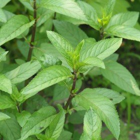 Meta, poprova (Mentha piperita)