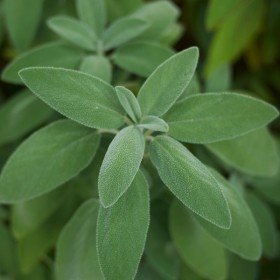 Žajbelj (Salvia officinalis)
